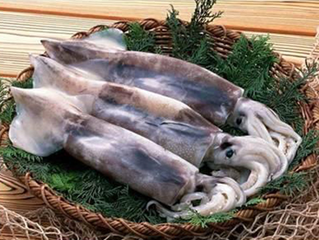 Argentine squid