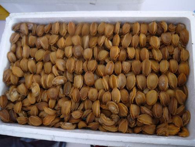 Dalian dried abalone (60 heads)