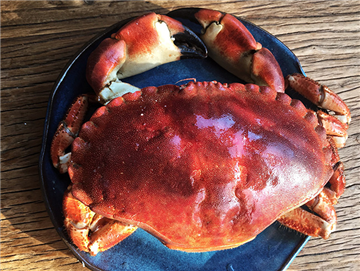 English Bread Crab