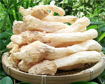 Bamboo fungus